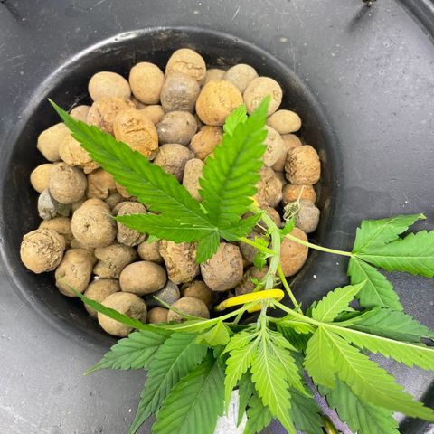 CPA001 growlog timeline photo