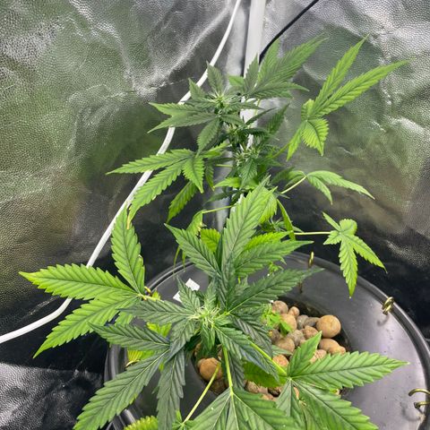 FBA001 growlog timeline photo