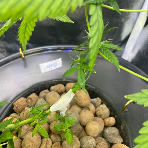 FBA001 growlog timeline photo