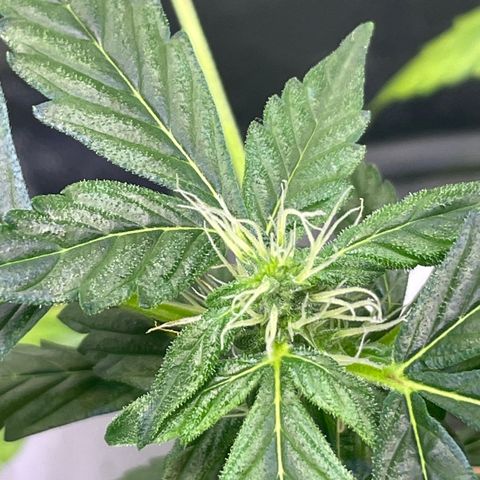 FBA001 growlog timeline photo