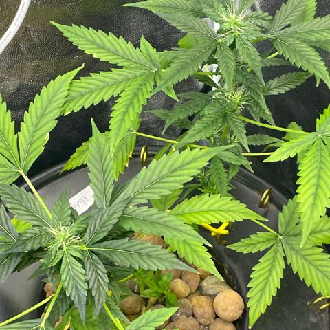 FBA001 growlog timeline photo