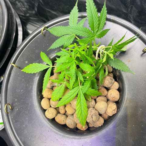 FBA002 growlog timeline photo