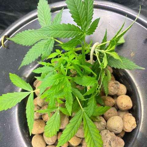 FBA002 growlog timeline photo