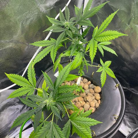 FBA001 growlog timeline photo