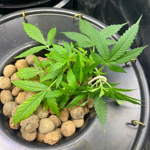 FBA002 growlog timeline photo