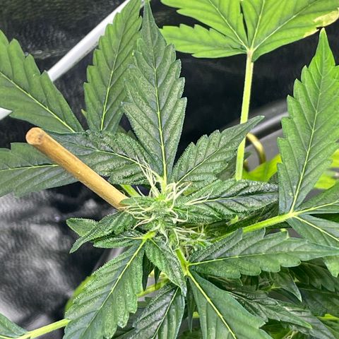FBA001 growlog timeline photo