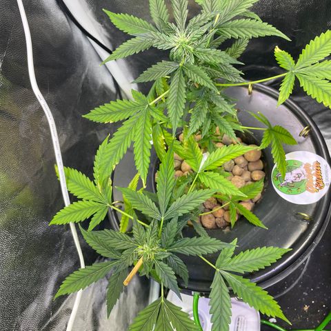 FBA001 growlog timeline photo
