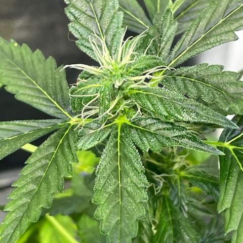 FBA001 growlog timeline photo