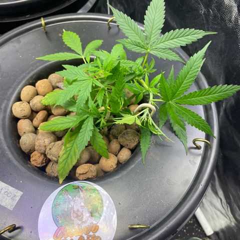 FBA002 growlog timeline photo