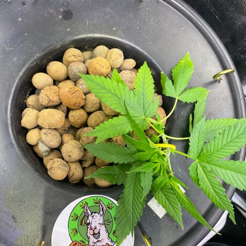 CPA001 growlog timeline photo