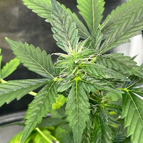FBA001 growlog timeline photo
