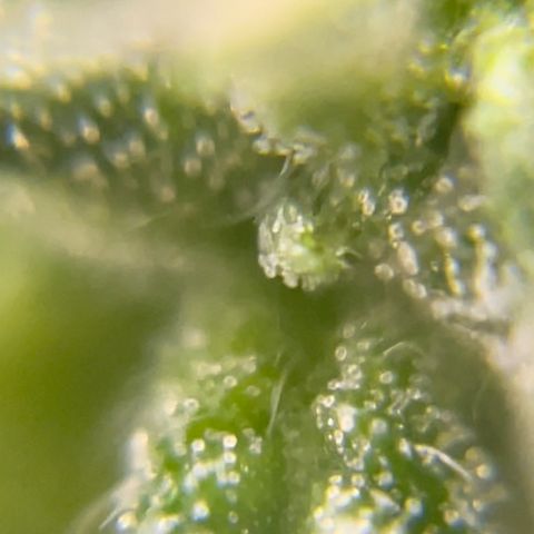 FBA001 growlog timeline photo