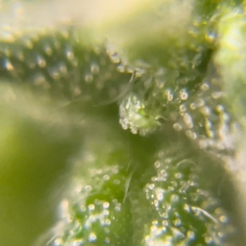 FBA001 growlog timeline photo