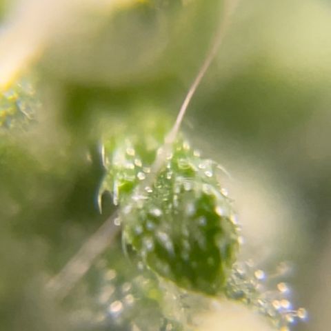 FBA001 growlog timeline photo