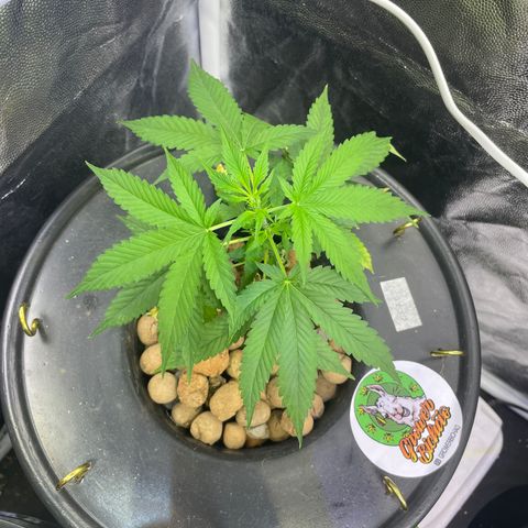CPA001 growlog timeline photo