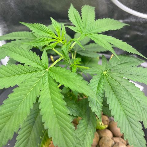 CPA001 growlog timeline photo