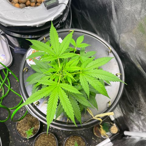 FBA002 growlog timeline photo