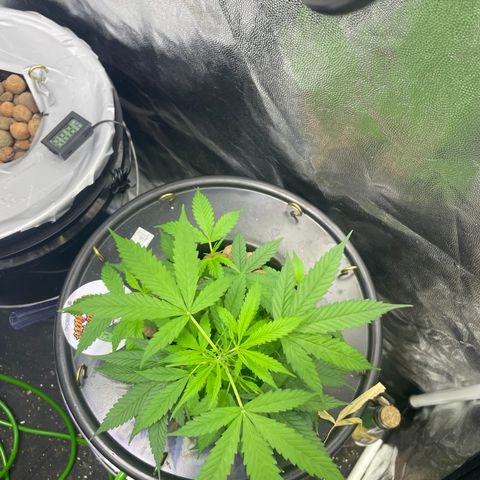 CPA001 growlog timeline photo