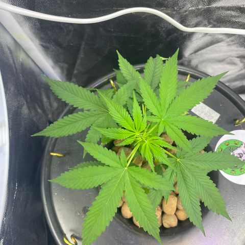 CPA001 growlog timeline photo