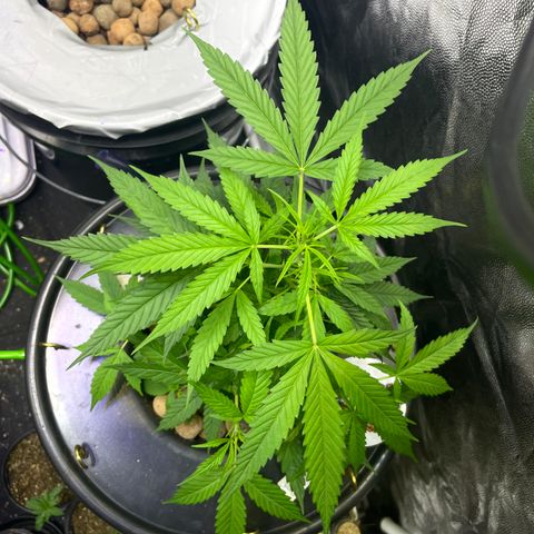 FBA002 growlog timeline photo