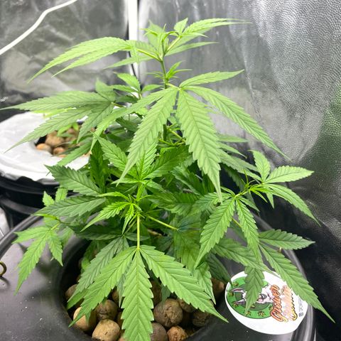 FBA002 growlog timeline photo