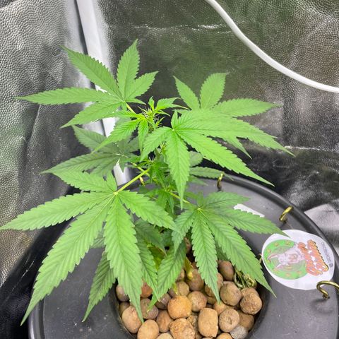 CPA001 growlog timeline photo