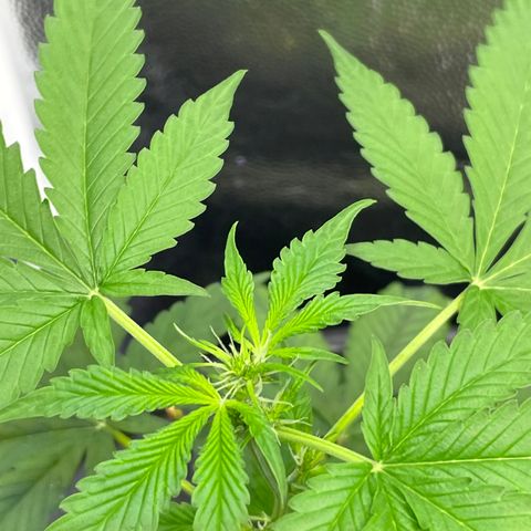CPA001 growlog timeline photo