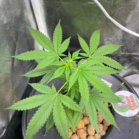 CPA001 growlog timeline photo