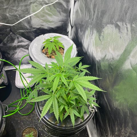 FBA002 growlog timeline photo