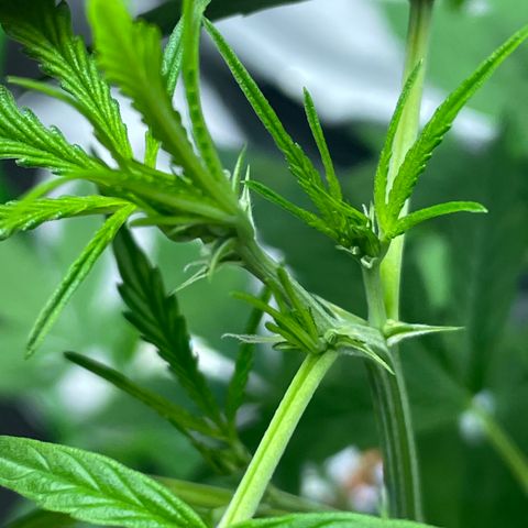 FBA002 growlog timeline photo