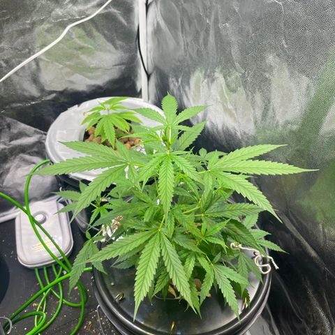 FBA002 growlog timeline photo