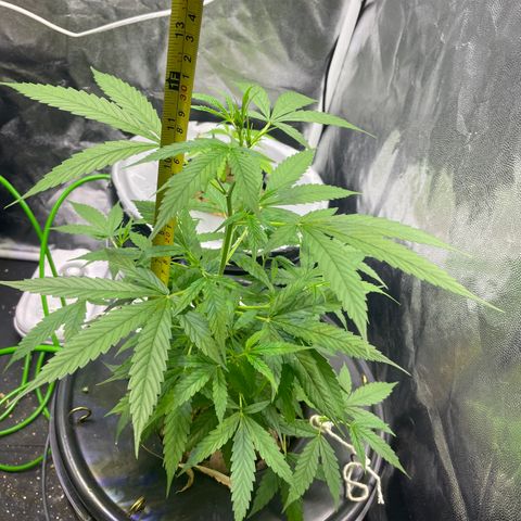 FBA002 growlog timeline photo