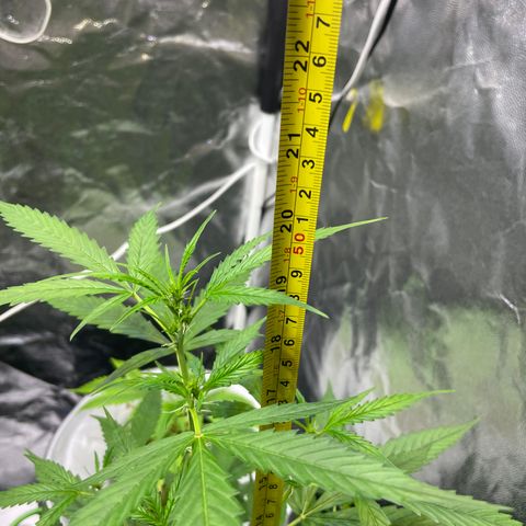 FBA002 growlog timeline photo