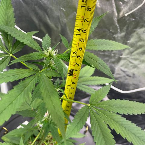 CPA001 growlog timeline photo