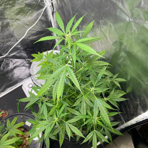 FBA002 growlog timeline photo