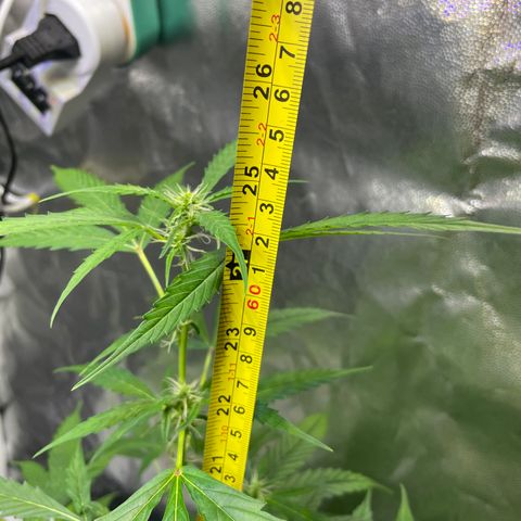 FBA002 growlog timeline photo