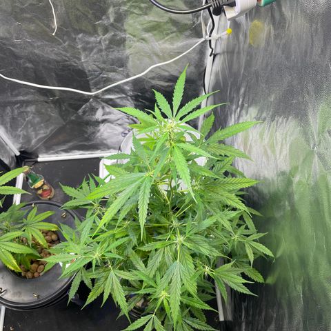 FBA002 growlog timeline photo