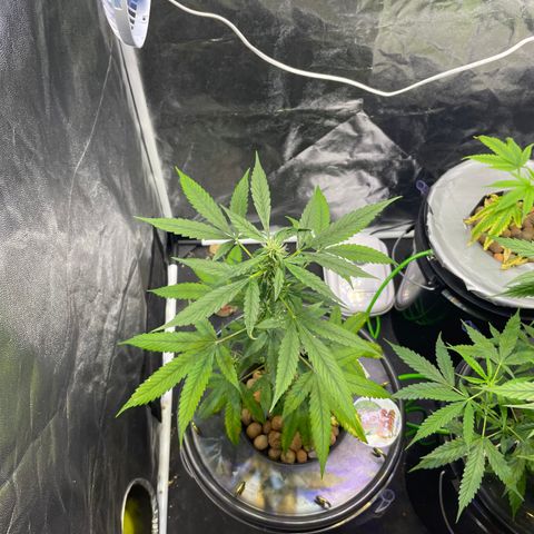 CPA001 growlog timeline photo