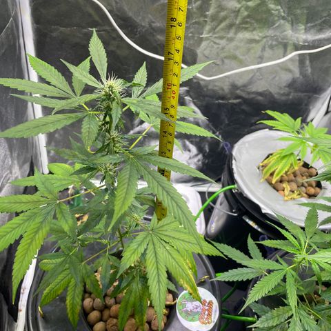 CPA001 growlog timeline photo