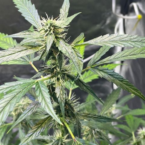 FBA002 growlog timeline photo