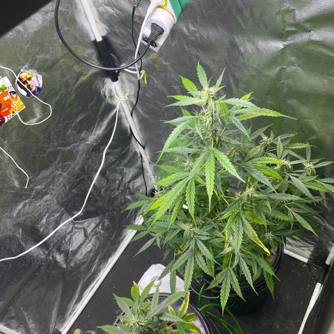 FBA002 growlog timeline photo