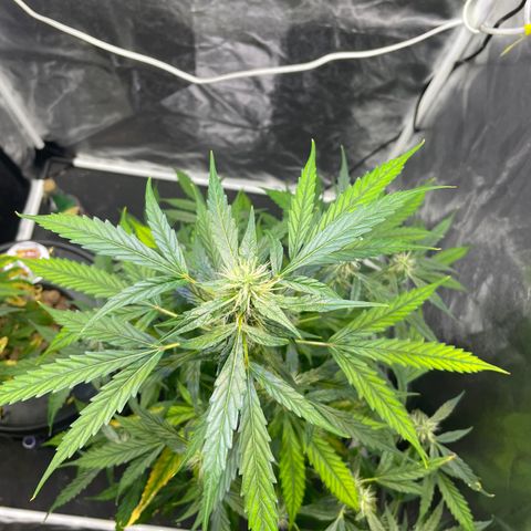 FBA002 growlog timeline photo