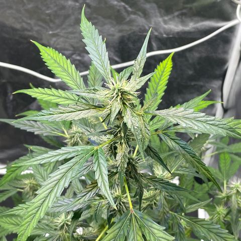FBA002 growlog timeline photo