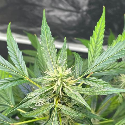 FBA002 growlog timeline photo