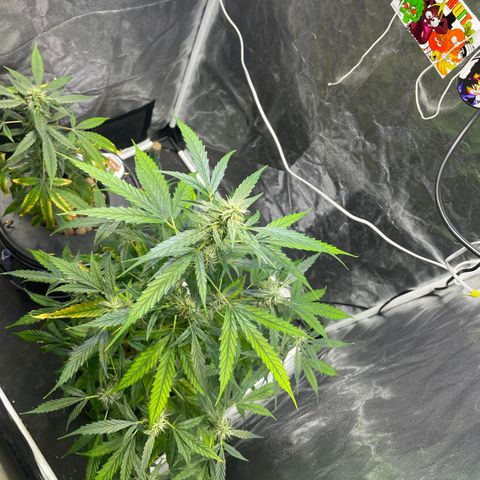FBA002 growlog timeline photo