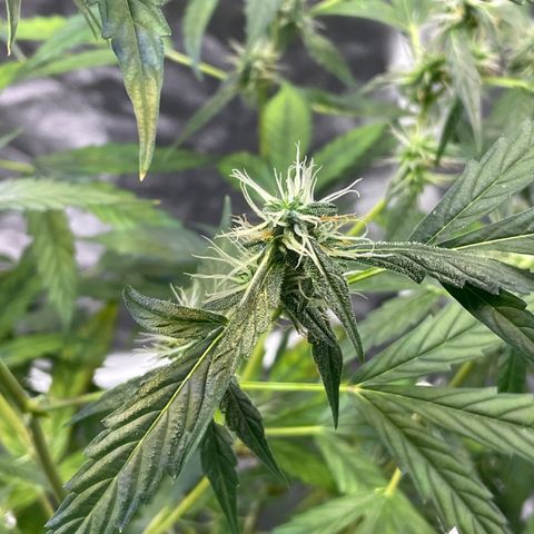 FBA002 growlog timeline photo