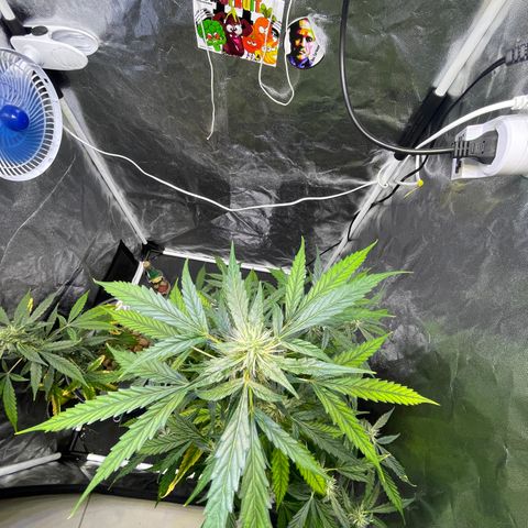 FBA002 growlog timeline photo