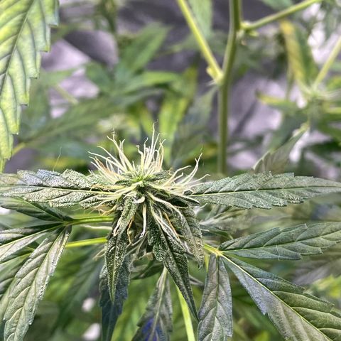 FBA002 growlog timeline photo