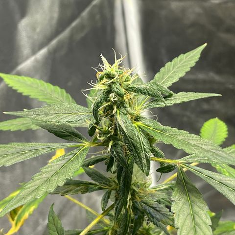 CPA001 growlog timeline photo