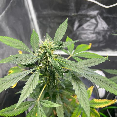 CPA001 growlog timeline photo